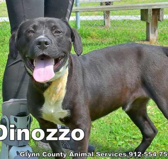 Photo of DINOZZO