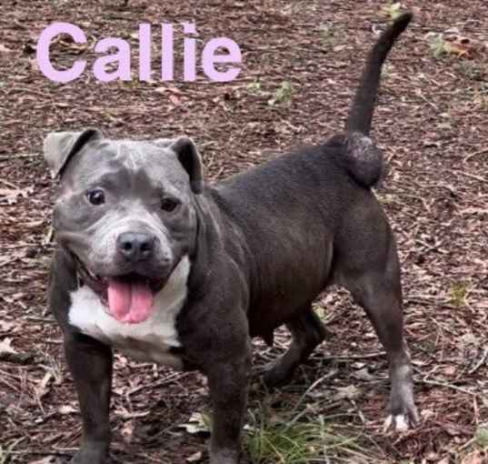 Photo of Callie (3020 w short 13th)