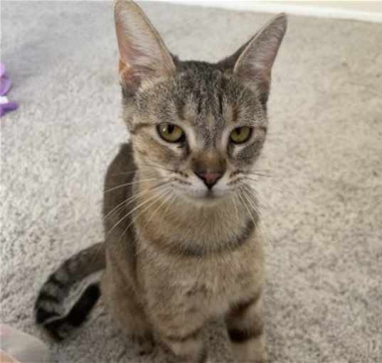 Photo of Minnow
