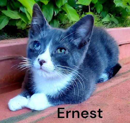 Photo of Ernest