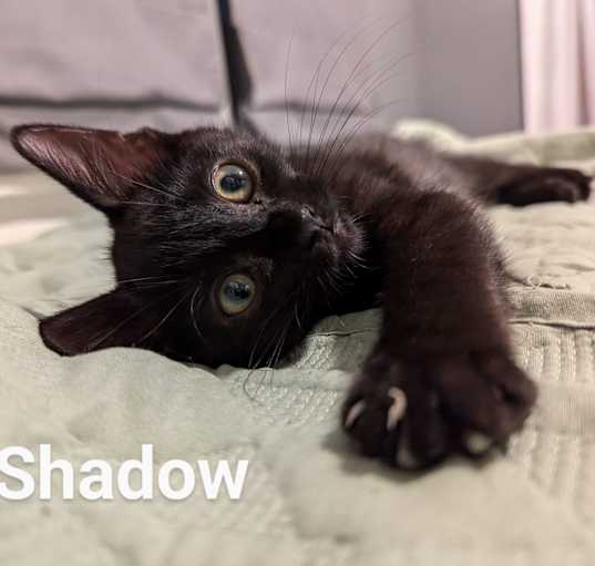 Photo of Shadow