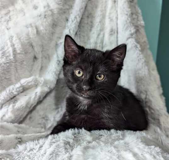 Photo of Oyoke-The Tiny Panther Litter