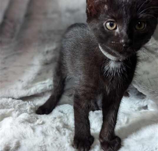 Photo of M'Baku-The Tiny Panther Litter