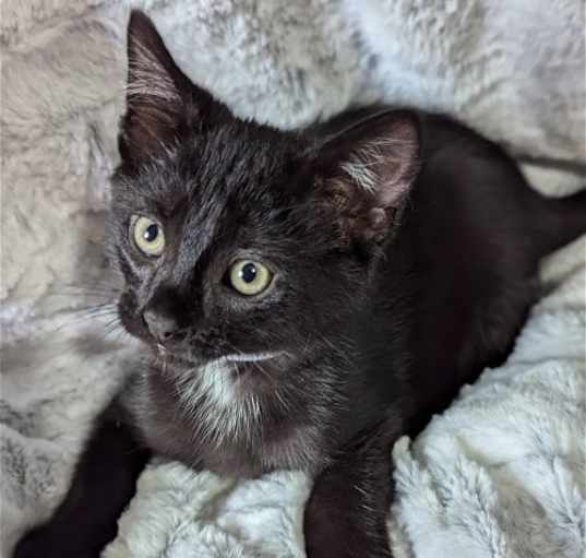 Photo of T’Challa-The Tiny Panther Litter