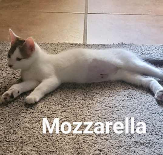 Photo of Mozzarella