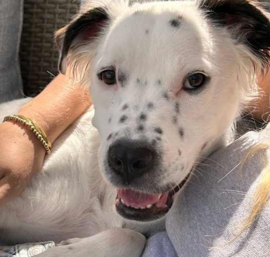 Photo of Frost - Adopt Me!