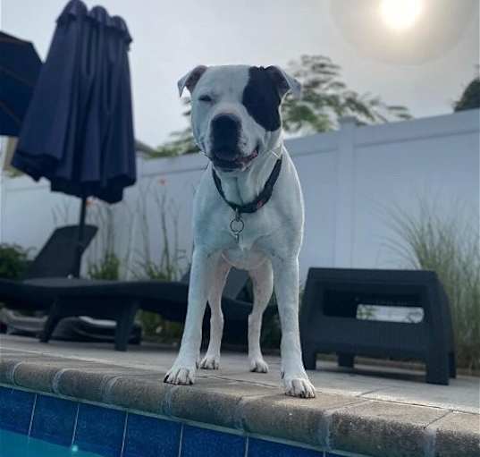 Photo of Beau (SC)