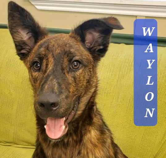 Photo of WAYLON