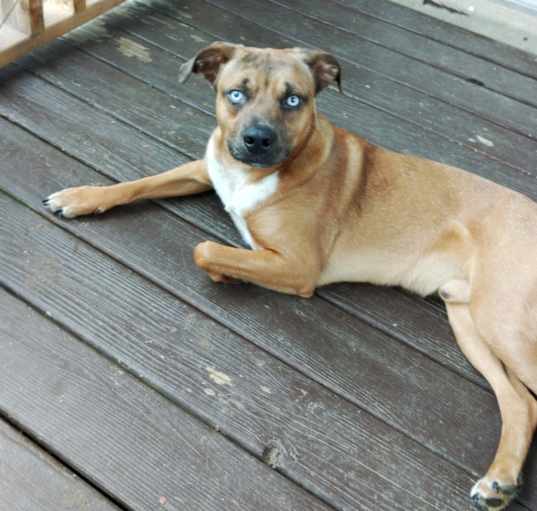 Photo of Duke