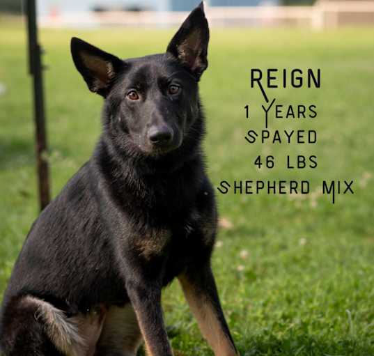 Photo of Reign