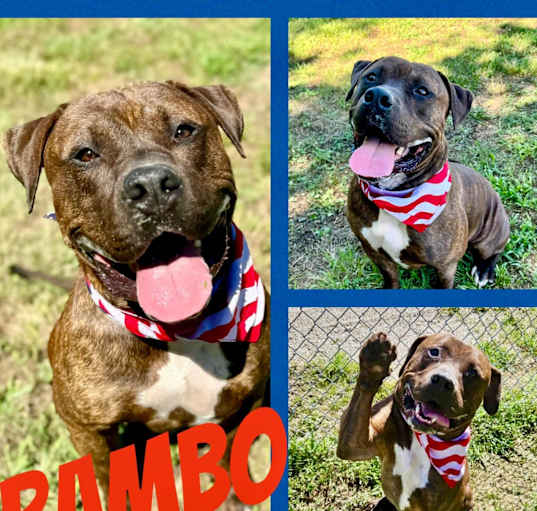 Photo of Rambo