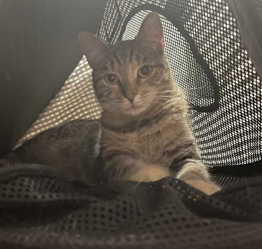 Photo of Thumper
