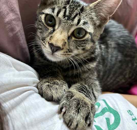 Photo of Ace