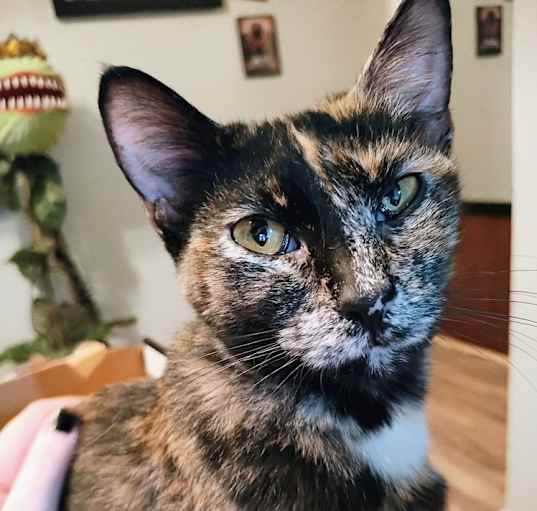 Photo of Coco
