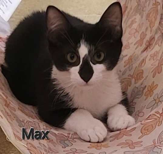 Photo of Max