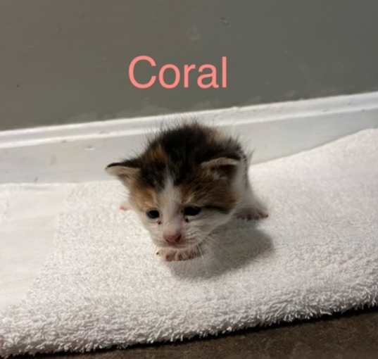 Photo of Coral