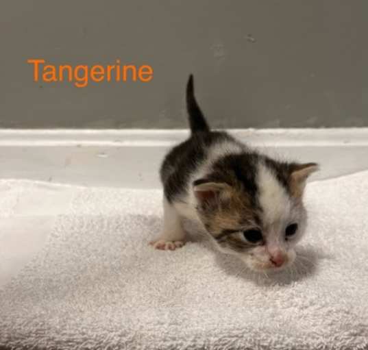 Photo of Tangerine