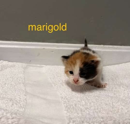 Photo of Marigold