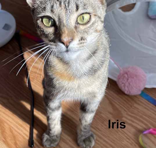 Photo of Iris