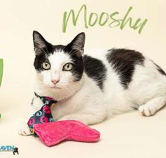 Photo of Mooshu