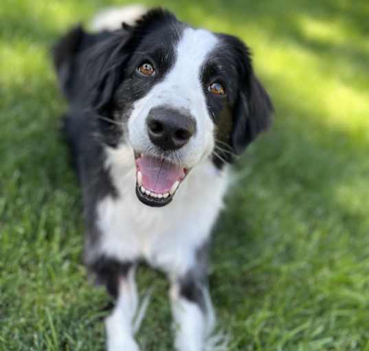 Photo of Hank
