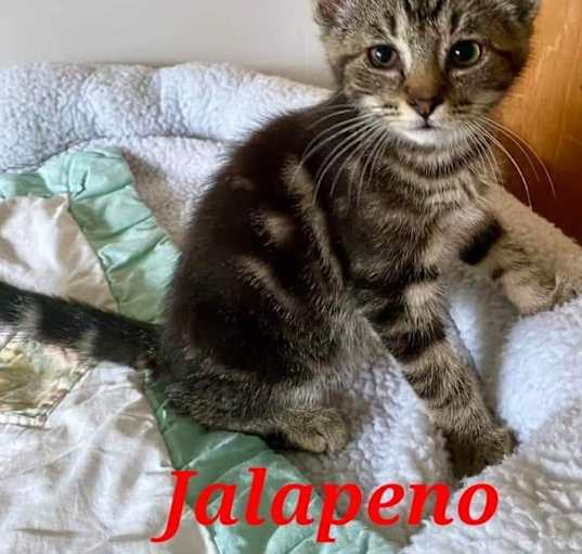 Photo of Jalapeño