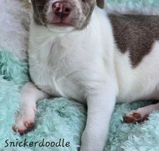 Photo of Snicker "Doodle