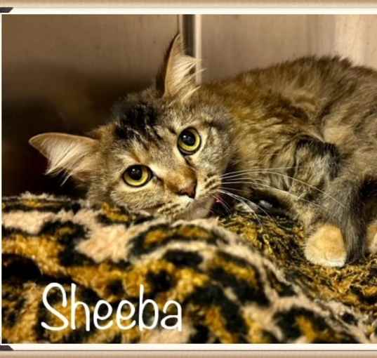 Photo of SHEEBA