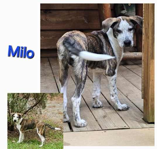 Photo of Milo