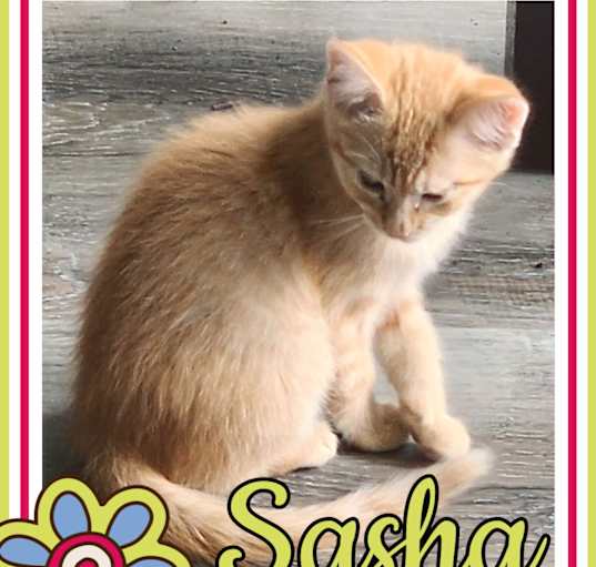 Photo of Sasha