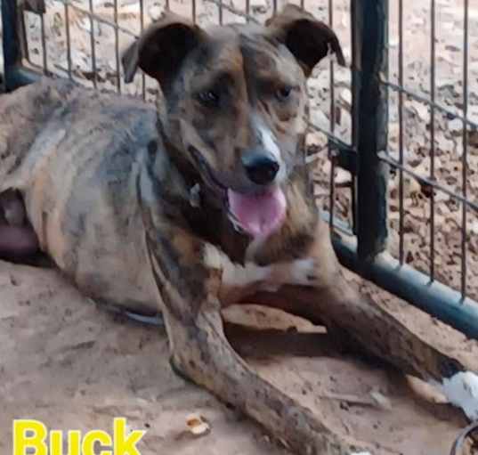 Photo of BUCK   98511300830673