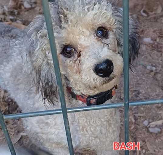 Photo of Bash