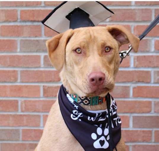 Photo of JALON- Graduated Paws-In-Prison training program.