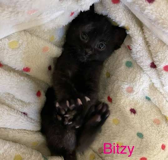 Photo of Bitzy