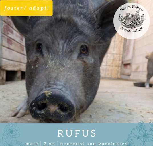 Photo of Rufus