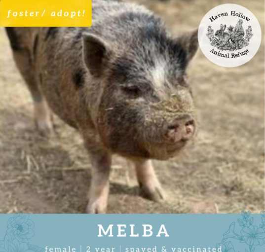 Photo of Melba