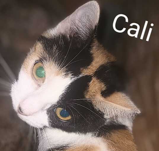 Photo of Callie