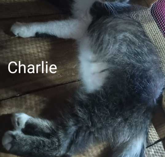 Photo of Charlie