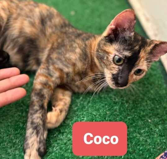 Photo of Coco