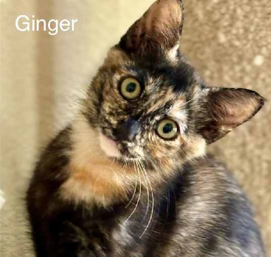 Photo of Ginger