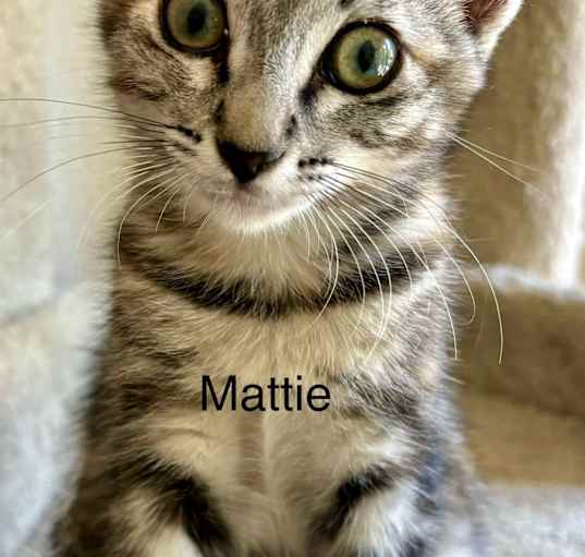 Photo of Mattie