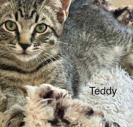 Photo of Teddy