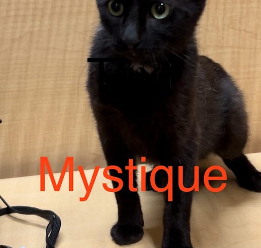 Photo of Mystique M.