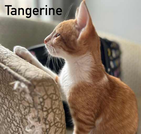 Photo of Tangerine