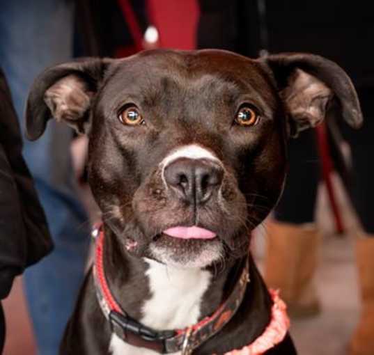 Photo of Benji
