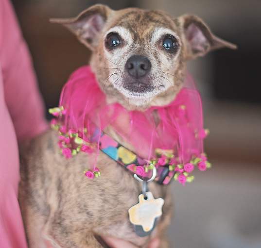 Photo of Ruby