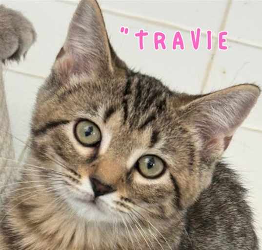 Photo of Travie