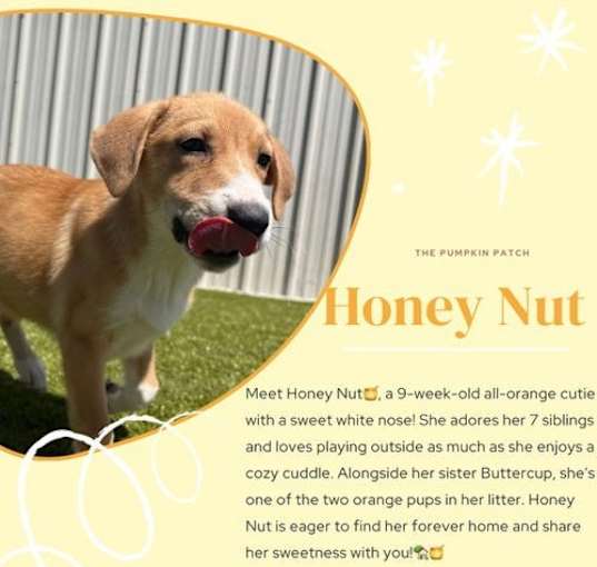 Photo of honey nut