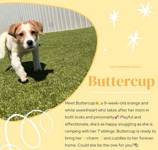 Photo of Buttercup  Mara