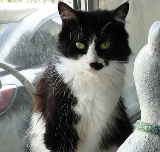 Photo of Cupcake